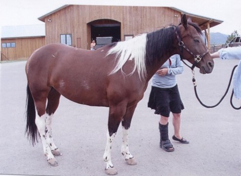 life size wooden horse